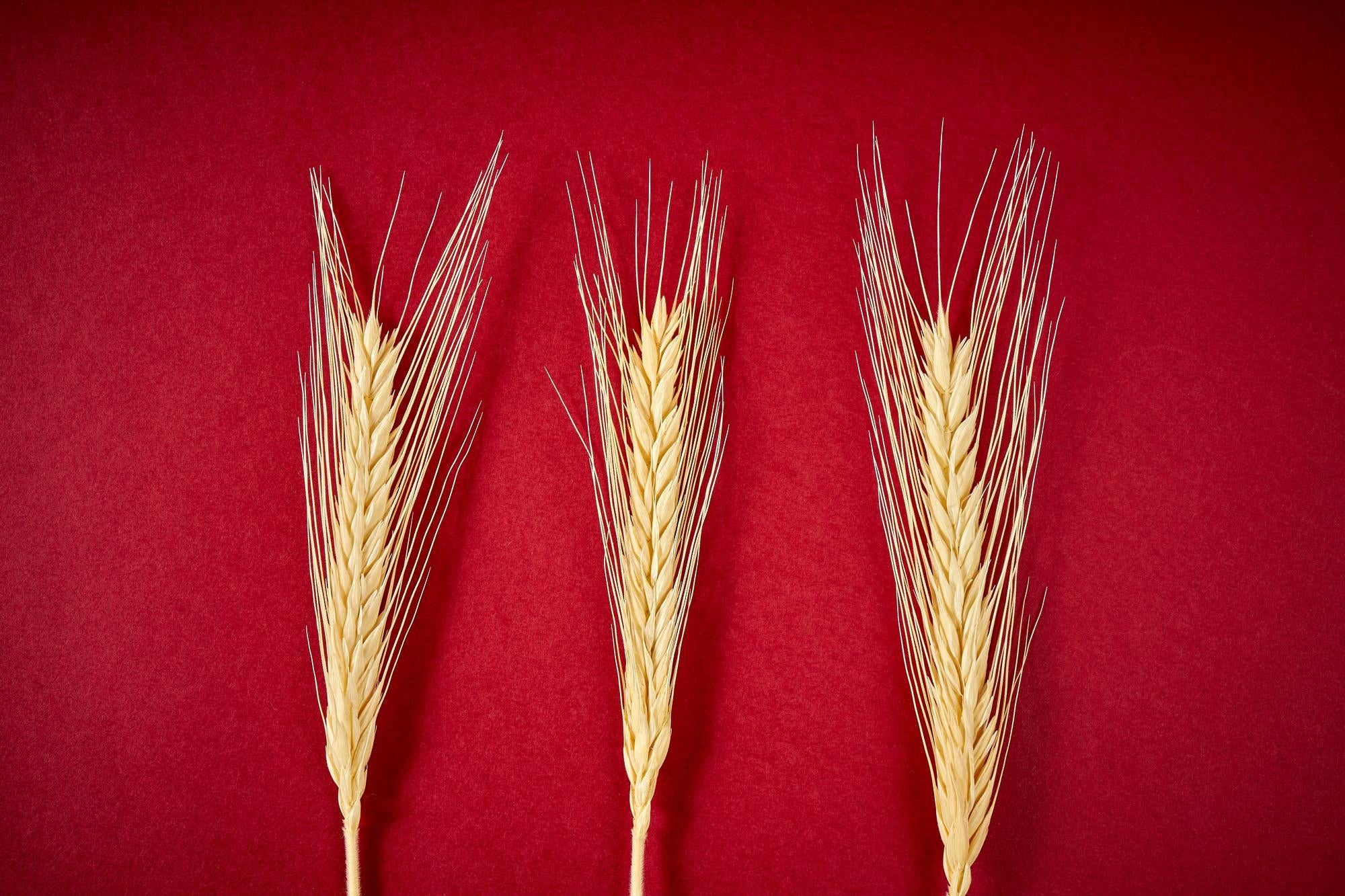 Grinding Your Own Flour: The Benefits of Using Hard Red Wheat Berries