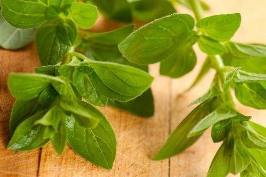 Herbs & Spices - Oregano