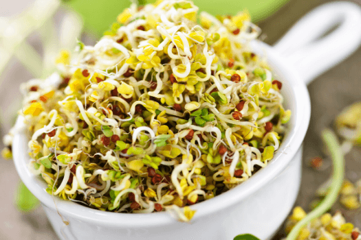 Sprouting Sunflower Seeds