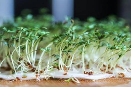 The Essentials of Sprouting!