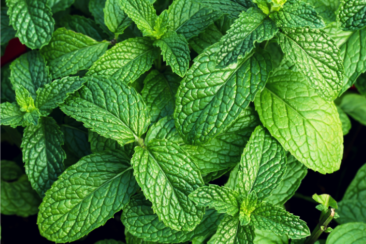 Herbs & Spices - Mint - Be Still Farms- Real, Fine Organics