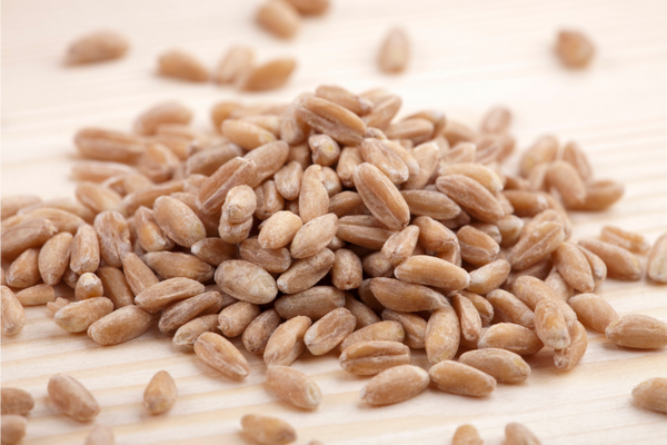 Why Spelt? Part 1 - History - Be Still Farms- Real, Fine Organics