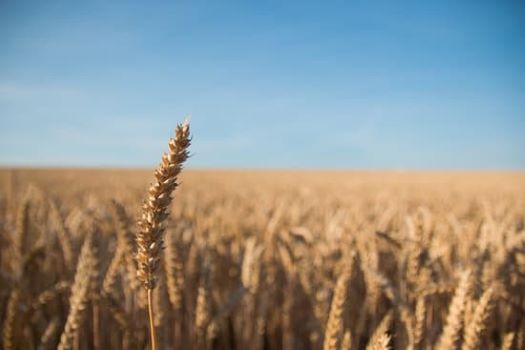 Why Organic Einkorn Wheat? History, Health, and Cooking Tips