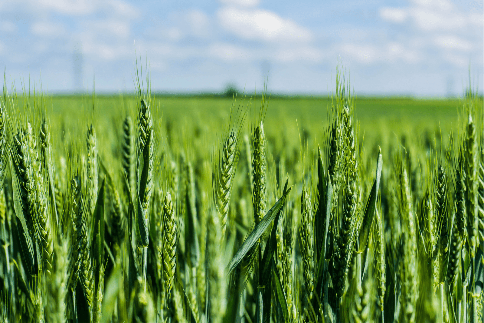 Latest Organic Products + Recipes