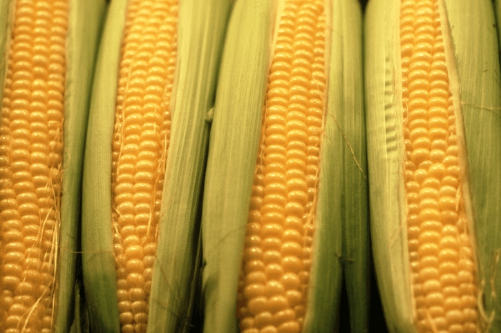 Why Sweet Corn? Part 1 - History