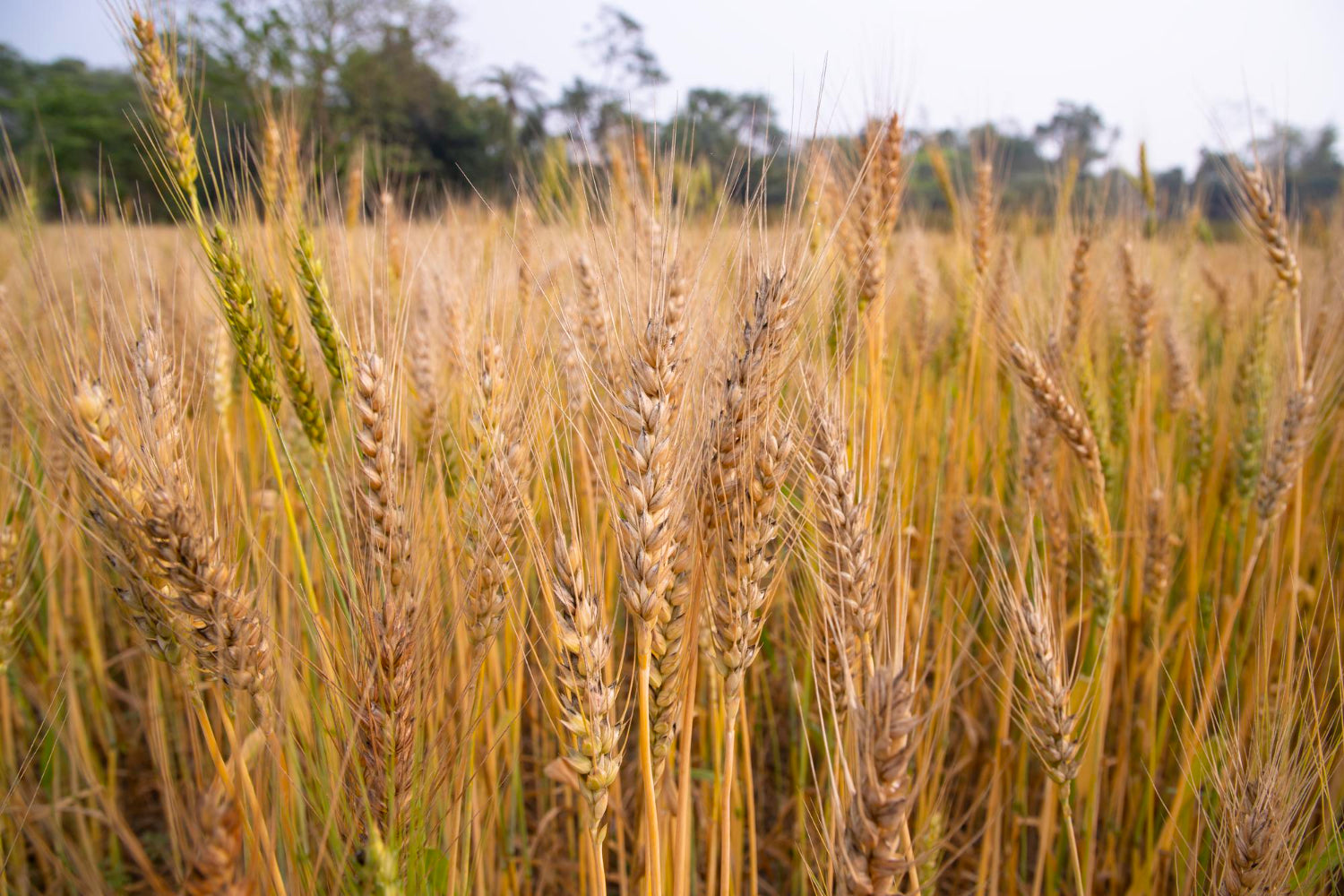 Hulled Barley vs. Pearl Barley: Nutritional Benefits