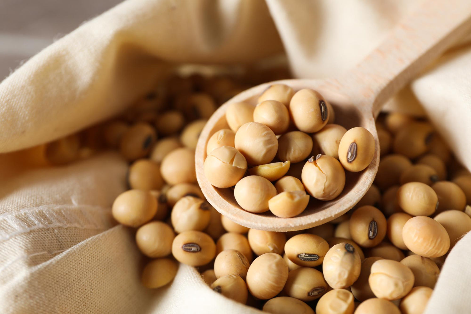 Elevate Your Plate: Recipes with Organic Soybeans