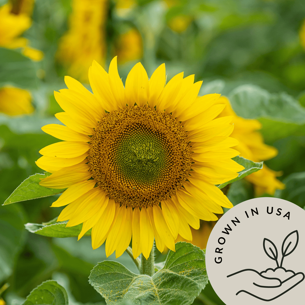 Naturally grown in USA sunflower seeds