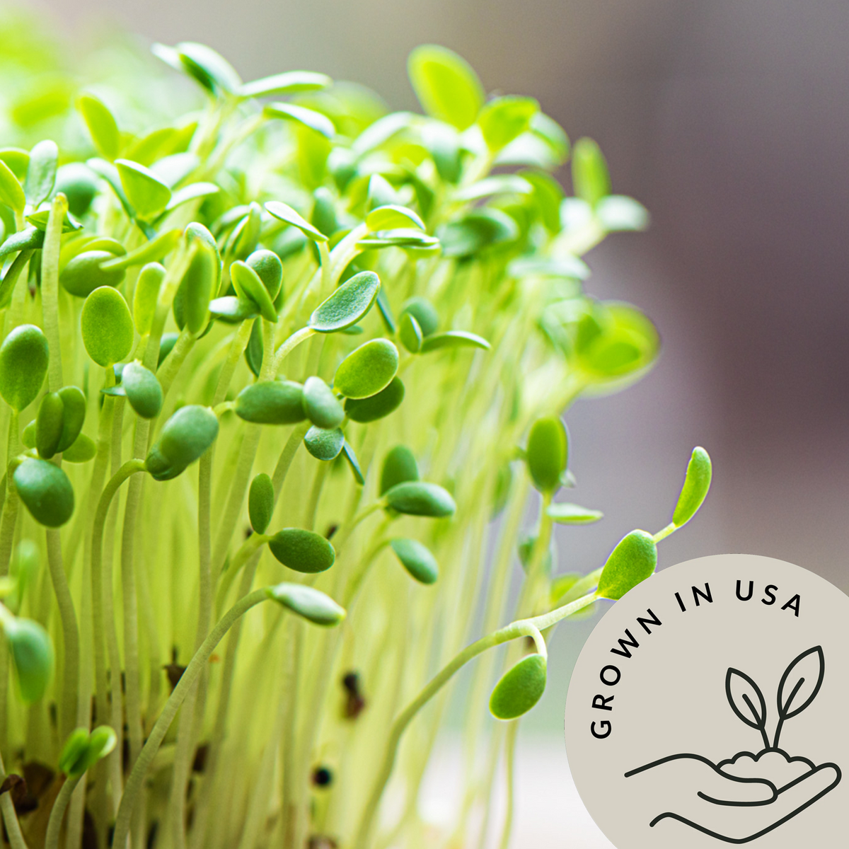 Green Lentils - Be Still Farms grown in USA