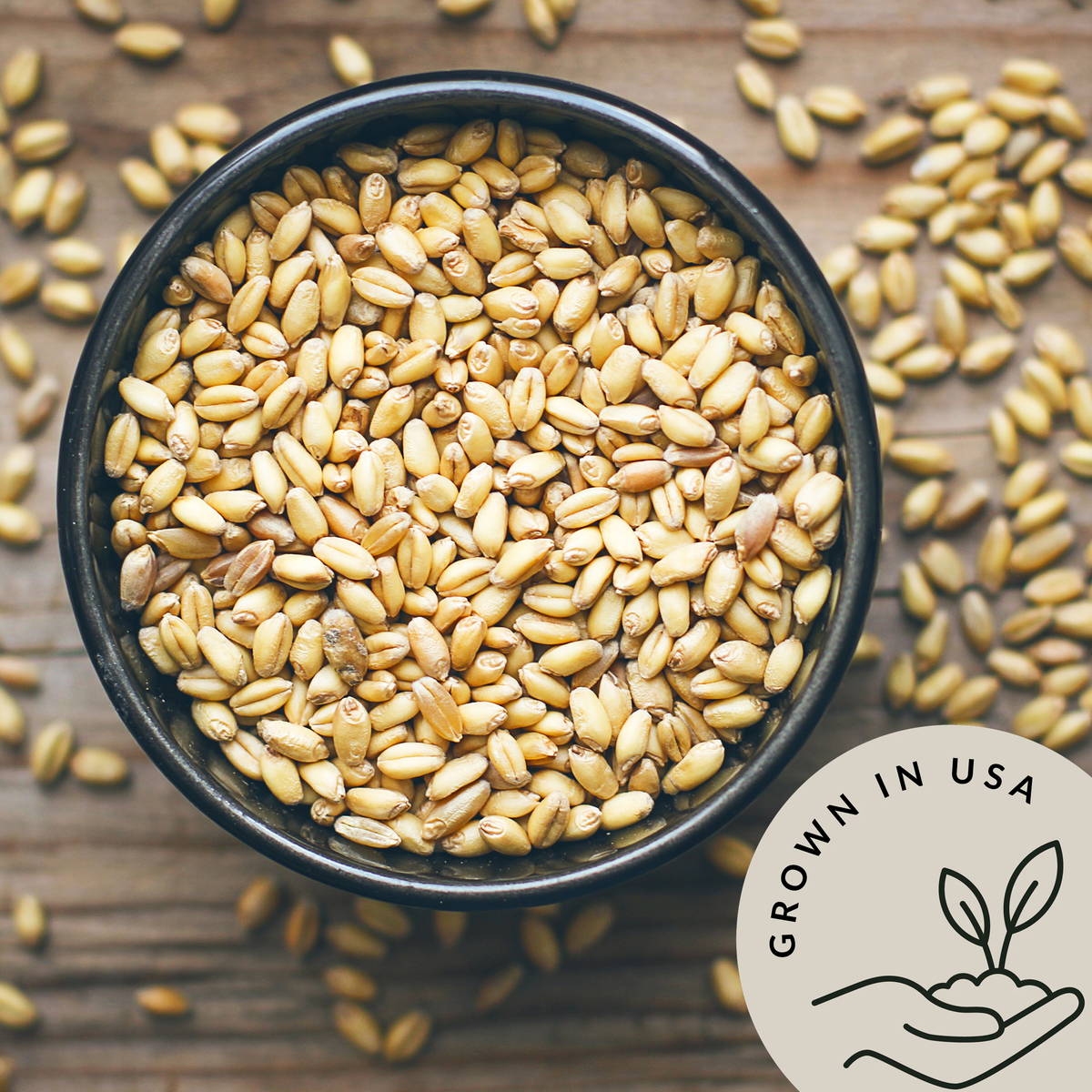 Organic Hulled Barley - Be Still Farms grown in USA