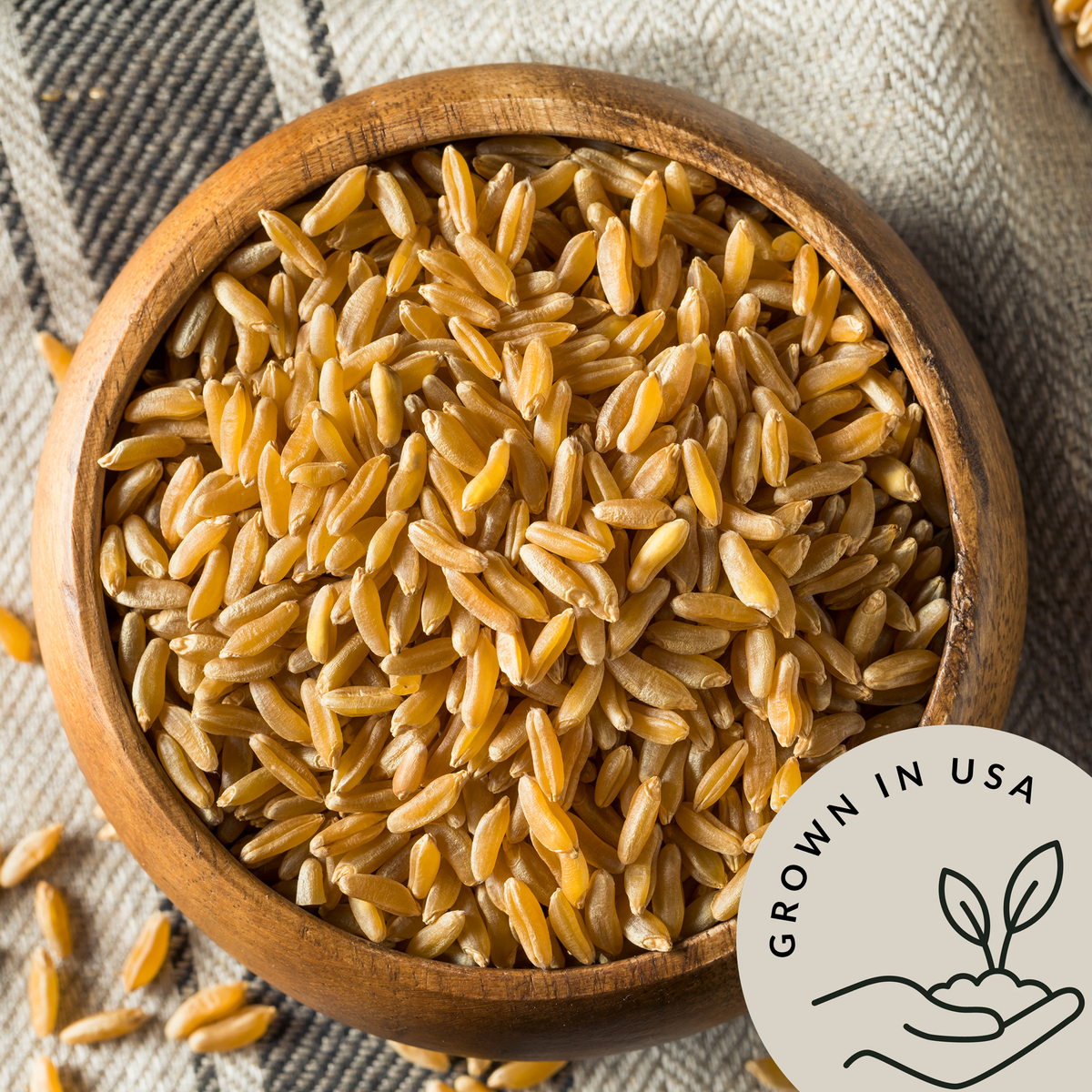Organic KAMUT️ Khorasan Wheat Berries - Be Still Farms grown in USA