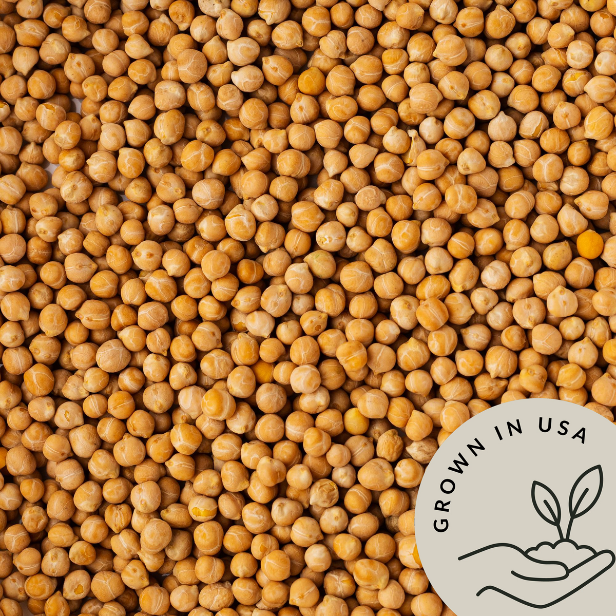 Organic Garbanzo Beans - Be Still Farms grown in USA