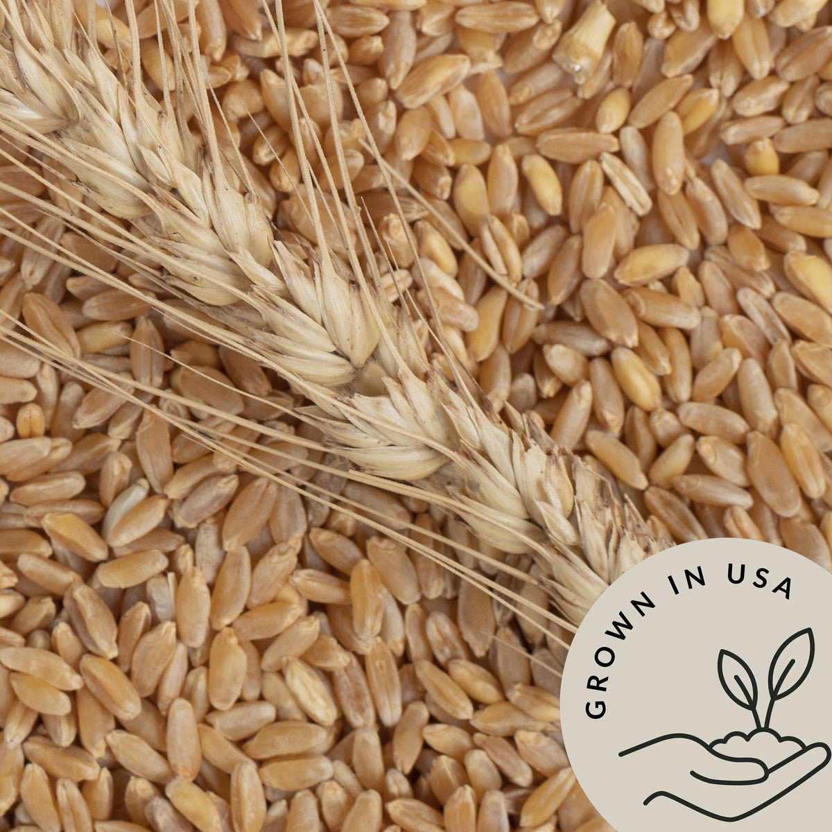  Farro grains are easy to cook